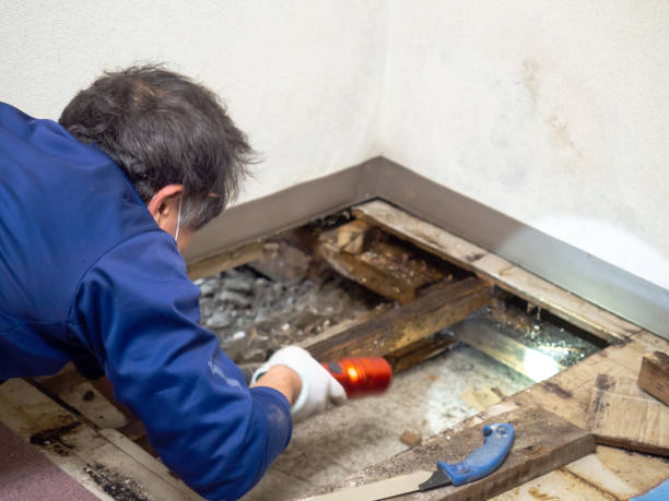 Best Water Damage Restoration  in Carrollton, OH