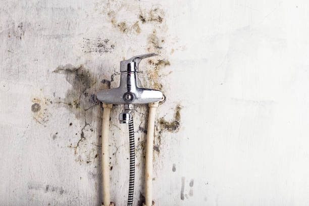 Best Affordable Mold Removal  in Carrollton, OH