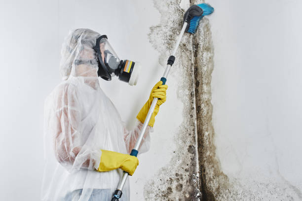 Best Commercial Mold Removal  in Carrollton, OH