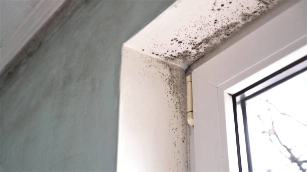 Best Local Mold Removal Service  in Carrollton, OH