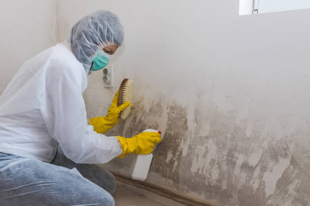 Best Mold Damage Repair  in Carrollton, OH