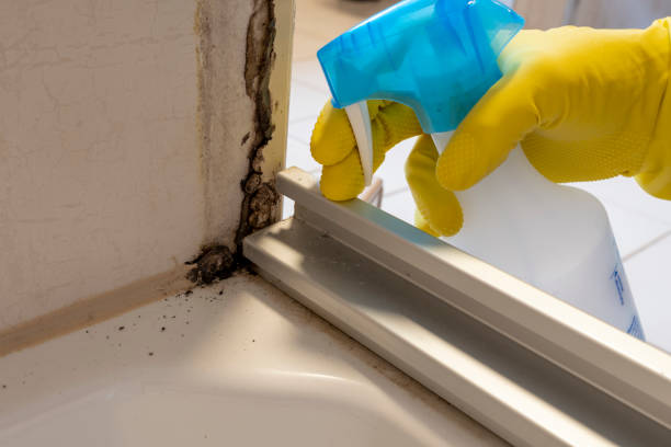 Best Best Mold Removal Companies  in Carrollton, OH