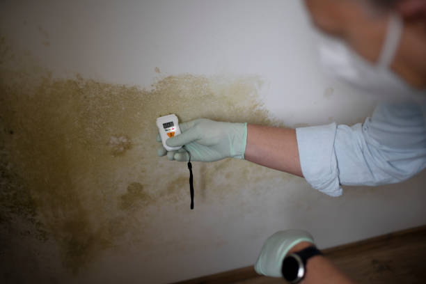 Best Mold Testing and Removal  in Carrollton, OH