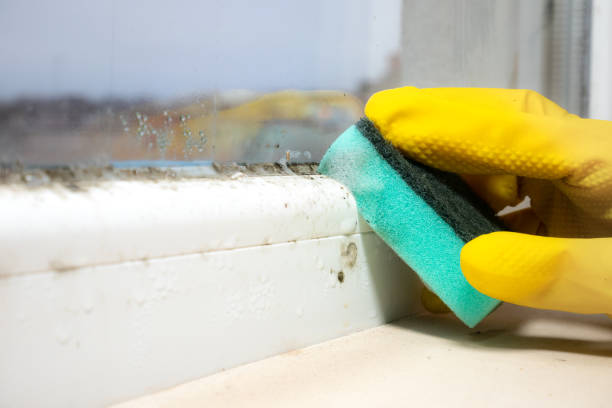 Best Toxic Mold Removal  in Carrollton, OH