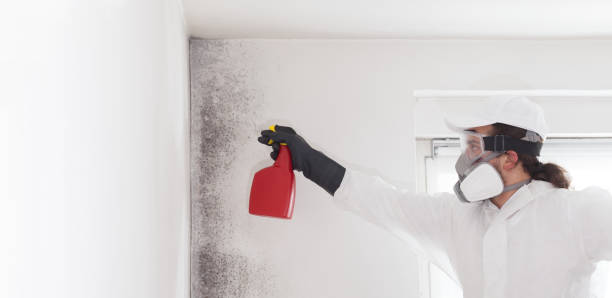 Best Mold Cleaning Services  in Carrollton, OH