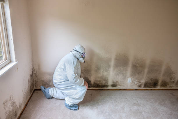 Best Emergency Mold Removal  in Carrollton, OH