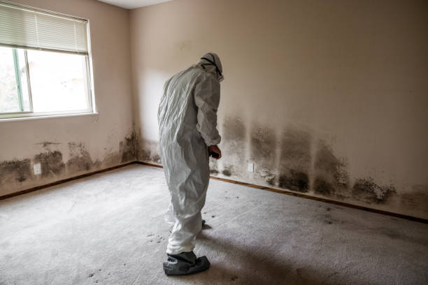 Best Local Mold Removal Service  in Carrollton, OH