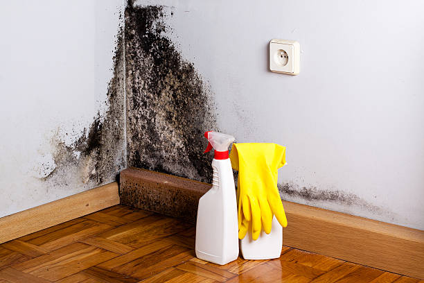 Best Fast Mold Removal  in Carrollton, OH