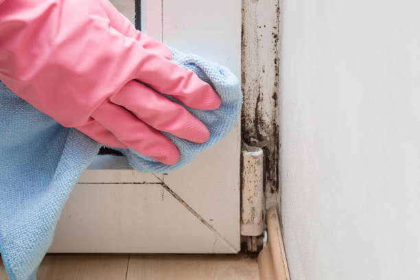 Best Professional Mold Removal  in Carrollton, OH